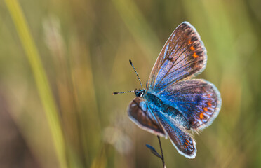 Female common blue butterfly, polyommatus icarus insect sitting on stem. Macro czech animal...
