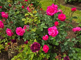Rose garden