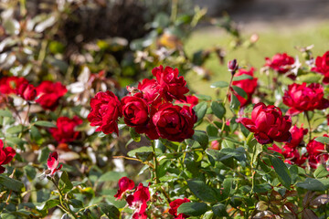 red roses in their natural habitat, in full bloom at close range,elegant, intimate, romantic, delicate