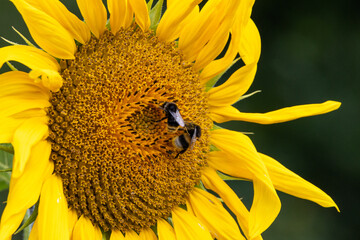 Beautiful yellow sunflowers swaying in wind in Sauerland