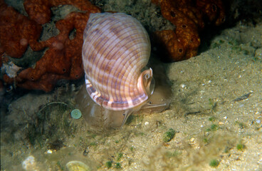 Scotch Bonnet, Atlantic / (Phalium granulatum) / mollusc, Cassis (Phalium granulatum). Alghero. Sardinia. Sardegna.  Sardinia, Italy