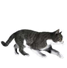 Real Cats High-Quality PNG Cat Images Cat Breeds, Playful Cats Adorable Cat PNG Collection, Realistic Cat PNGs: Dancing, Playing, Relaxing Cats, indoor cats, outdoor cats