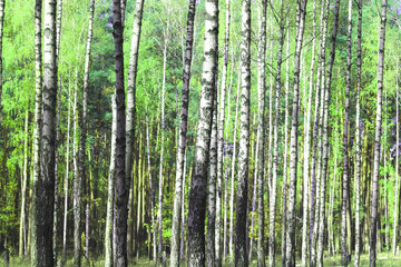 Beautiful birch trees with white birch bark