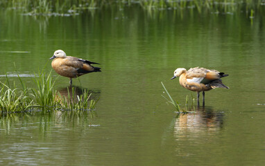 two ruddy shelducks in the pond on a small island, a pair of ruddy shelducks in the water, geese in the lake on a sunny day