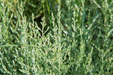 close-up: silvery-green branched stems with greenish-grey colored leaves of common wormwood