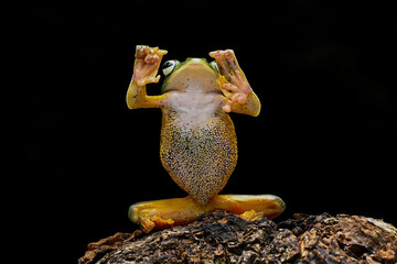 Green Flying frog (Rachophorus reinwardtii) native to Java, Indonesia.