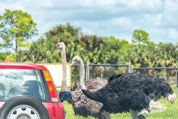Safari drive through park. Cars driving near ostriches in cage free animal zoo