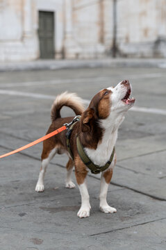 Kleiner braun-wei&szlig;er Hund an der Leine in der Stadt beim bellen