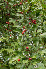 FONDO CUBIERTOS POR HOJAS Y BAYAS. BAYAS MADURAS DE COLOR ROJO. MAJUELO. CRATAEGUS MONOGYMA. 