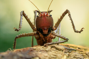 The Dragon Headed Katydid (Eumegalodon blanchardi) is a long-horned grasshopper, native to Indonesia and Malaysia.