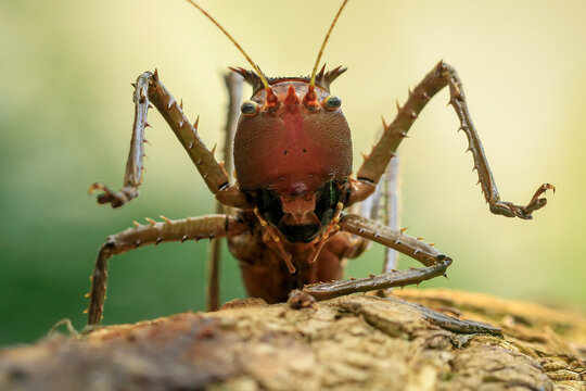 The Dragon Headed Katydid (Eumegalodon blanchardi) is a long-horned grasshopper, native to Indonesia and Malaysia.
