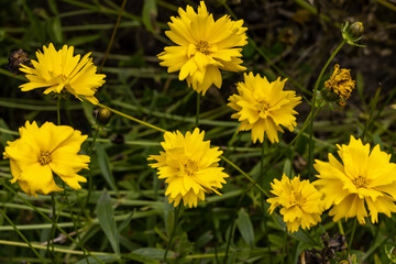 FLORES SILVESTRES. LAS FLORES SON DE COLOR AMARILLO. COREOPSIS, CALLIOPSIS.