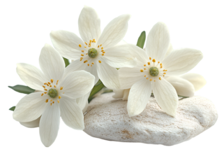 a group of white flowers on a rock with white bakground.