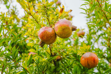 Pomegranates on a tree, close-up in the garden