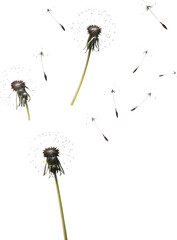 Dandelions with seeds floating in the air on white background
