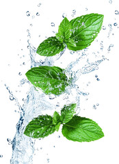 Fresh mint leaves splashing into water isolated on white background
