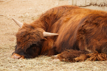 Sleeping Highland Cow