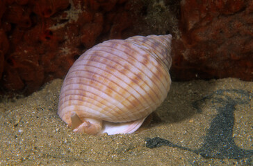 Scotch Bonnet, Atlantic / (Phalium granulatum) / mollusc, Cassis (Phalium granulatum). Alghero. Sardinia. Sardegna.  Sardinia, Italy