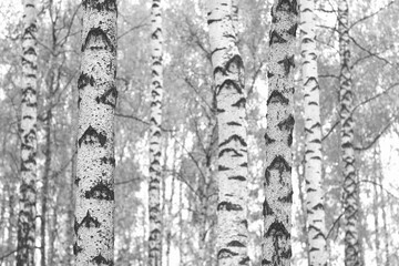 Obraz premium black-and-white photo with white birches
