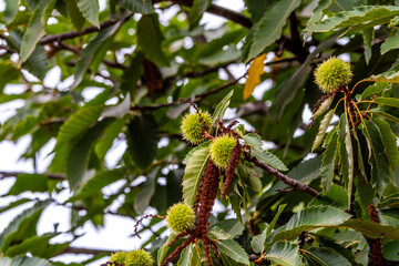 Castanea sativa pertenece a la familia Fagaceae.
