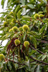 Castanea sativa pertenece a la familia Fagaceae.