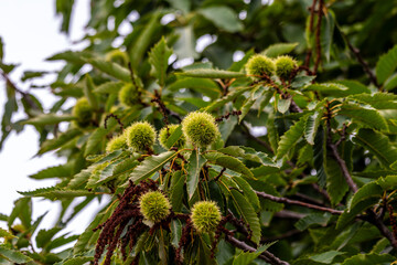 Castanea sativa pertenece a la familia Fagaceae.