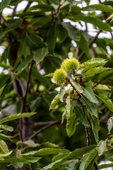 Castanea sativa pertenece a la familia Fagaceae.