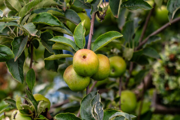 Malus domestica pertenece a la familia Rosaceae.