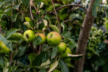 Malus domestica pertenece a la familia Rosaceae.