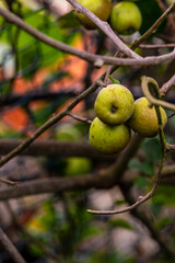 Malus domestica pertenece a la familia Rosaceae.
