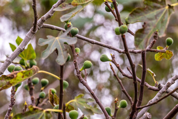 Ficus carica pertenece a la familia Moraceae.