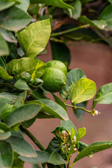Citrus × aurantifolia pertenece a la familia Rutaceae.