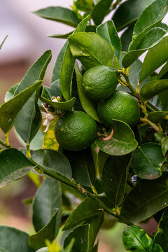Citrus &times; aurantifolia pertenece a la familia Rutaceae.