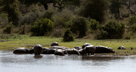 Photo of hippo in river