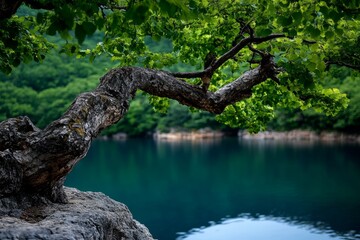 Tree with old, weathered bark standing beside the pond, its branches hanging low over the water, adding to the eerie atmosphere