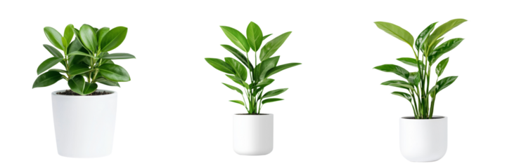 Three stylish potted plants in white pots, perfect for home decor and adding a touch of greenery to any indoor space. Isolated on transparent background.