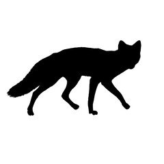 Fox Illustration | Fox Drawing | Fox Icon