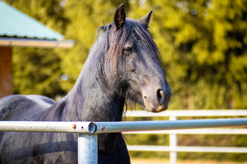 A black horse stands outside in a paddock