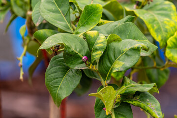 Citrus × limon pertenece a la familia Rutaceae.