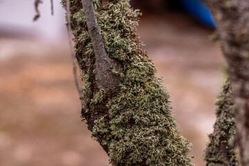 Prunus dulcis pertenece a la familia Rosaceae.