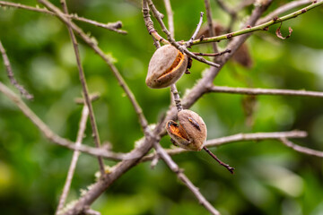Prunus dulcis pertenece a la familia Rosaceae.