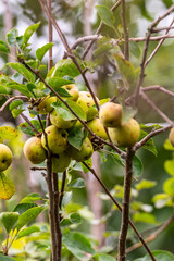 Malus domestica pertenece a la familia Rosaceae.