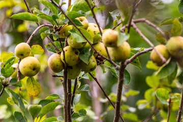 Malus domestica pertenece a la familia Rosaceae.