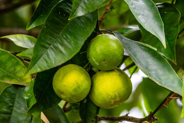 Citrus × sinensis pertenece a la familia Rutaceae.