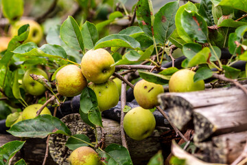 Malus domestica pertenece a la familia Rosaceae.
