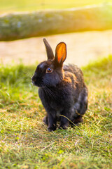 black rabbit on green grass
