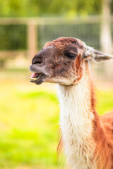 Fototapeta premium brown and white llama funny chewing food