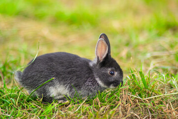 gray rabbit grazing in green grass