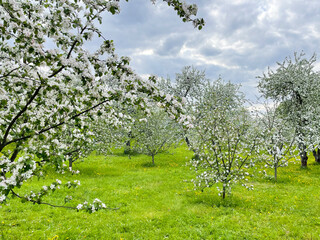 a field of blooming apple trees against a cloudy sky.