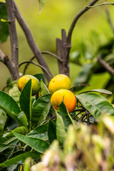 Citrus reticulata pertenece a la familia Rutaceae.